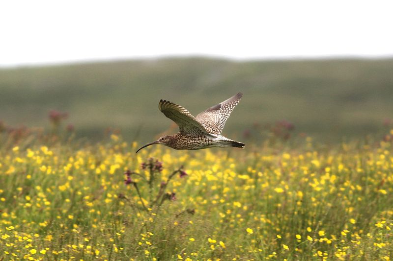 A curlew with a long down-curved bill flying low over a meadow full of yellow buttercups