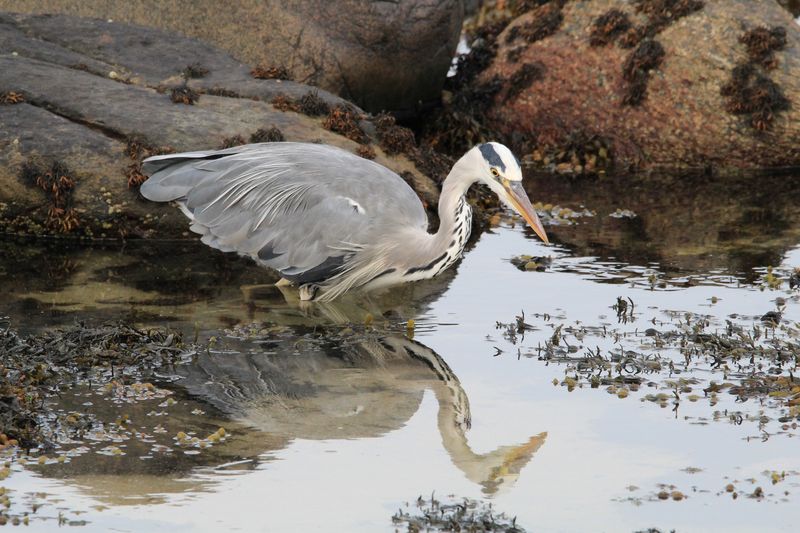 A grey heron stalking through a shallow rock pool among seaweed, its reflection clear in the still water