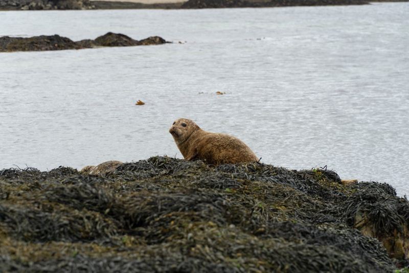 A seal resting on seaweed-covered rocks at the water's edge
