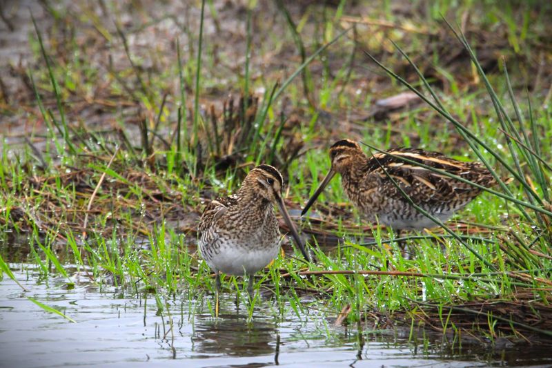 Two common snipe with long straight bills and striped heads standing at the edge of a shallow pool among rushes